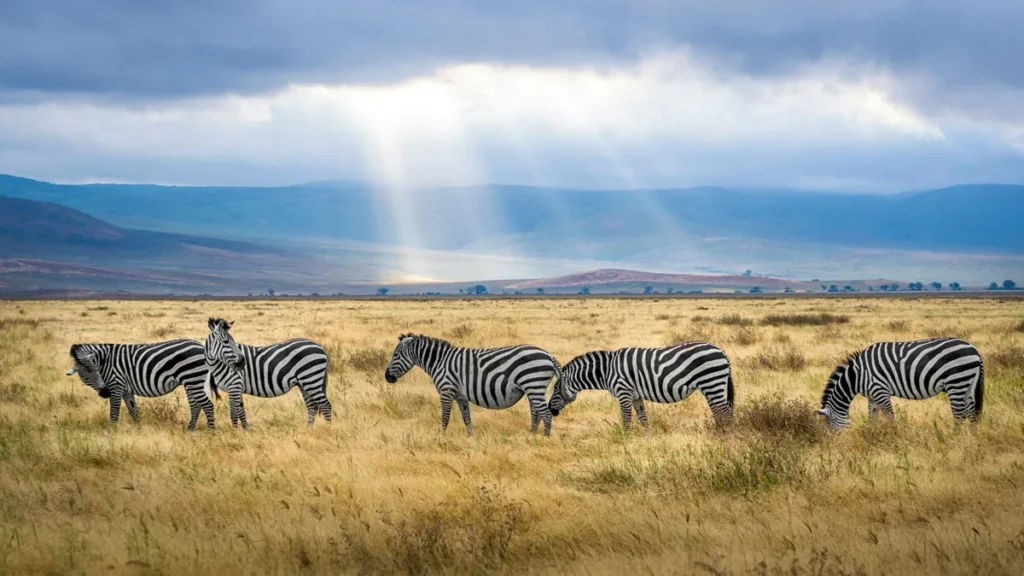 Cebras en Tanzania